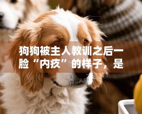 狗狗被主人教训之后一脸“内疚”的样子，是真