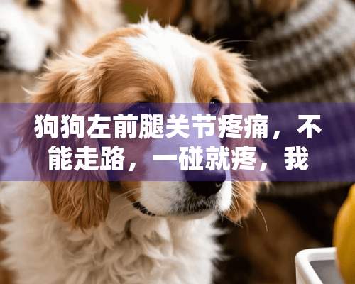 狗狗左前腿关节疼痛，不能走路，一碰就疼，我该怎么办？