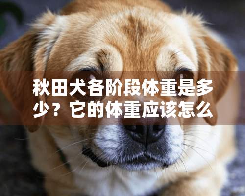 秋田犬各阶段体重是多少？它的体重应该怎么控