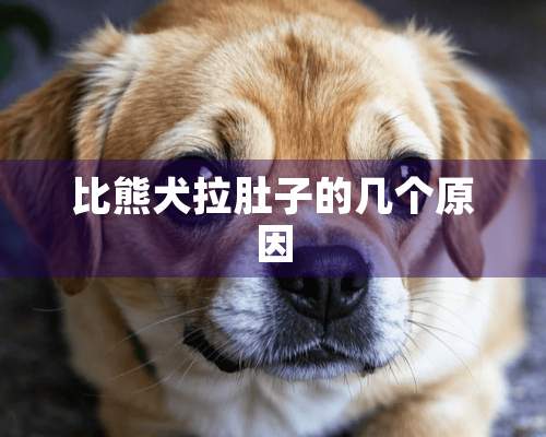 比熊犬拉肚子的几个原因