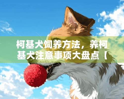 柯基犬饲养方法，养柯基犬注意事项大盘点【图