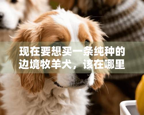 现在要想买一条纯种的边境牧羊犬，该在哪里买。