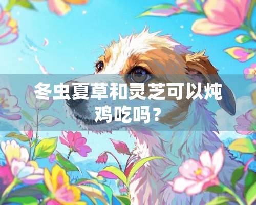 冬虫夏草和灵芝可以炖鸡吃吗？