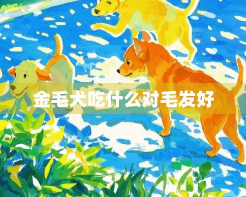 金毛犬吃什么对毛发好