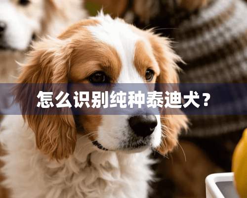 怎么识别纯种泰迪犬？