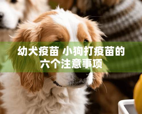 幼犬疫苗 小狗打疫苗的六个注意事项