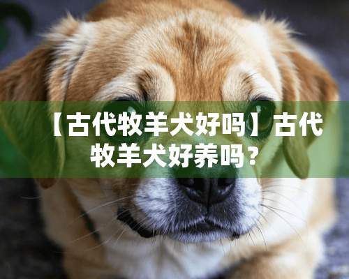 【古代牧羊犬好吗】古代牧羊犬好养吗？