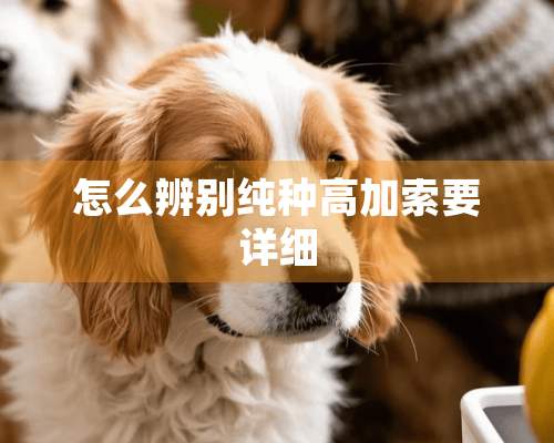 怎么辨别纯种高加索要详细