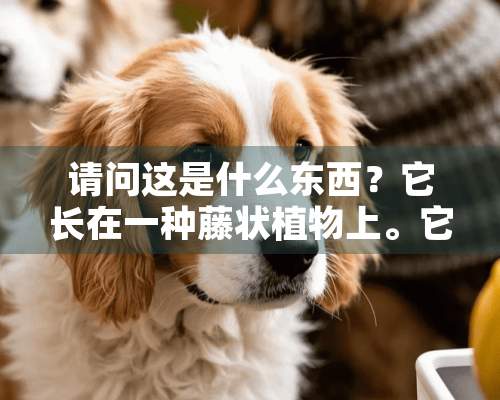 请问这是什么东西？它长在一种藤状植物上。它的果实和种子如下：