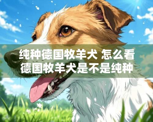 纯种德国牧羊犬 怎么看德国牧羊犬是不是纯种？