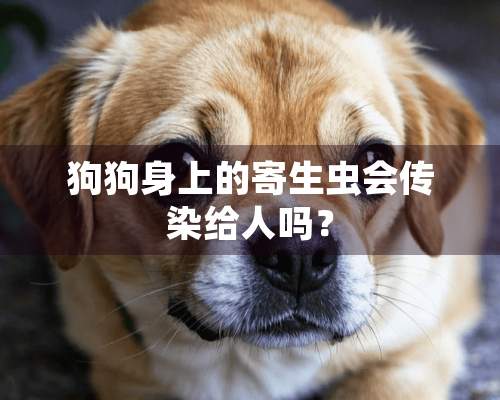 狗狗身上的寄生虫会传染给人吗？