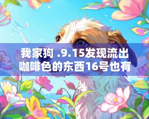 我家狗 .9.15发现流出咖啡色的东西16号也有时有时无9.17才看见有红色血