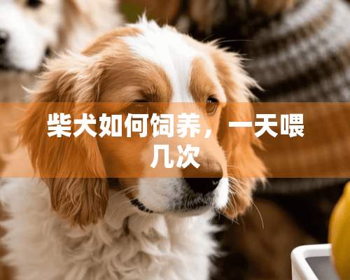 柴犬如何饲养，一天喂几次