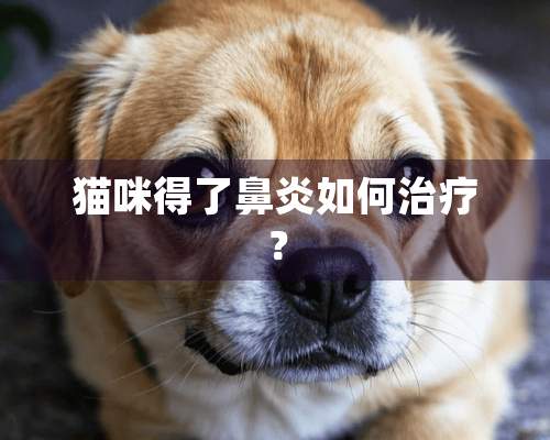 猫咪得了鼻炎如何治疗？