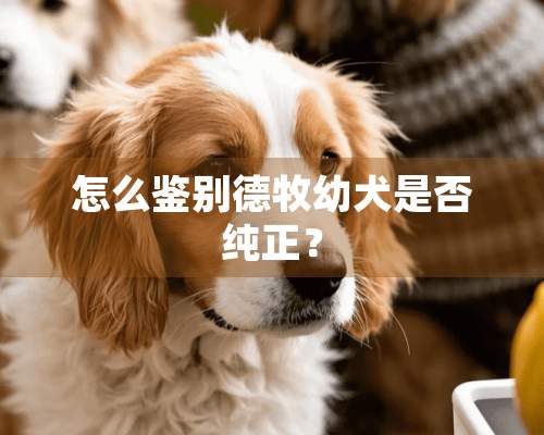 怎么鉴别德牧幼犬是否纯正？