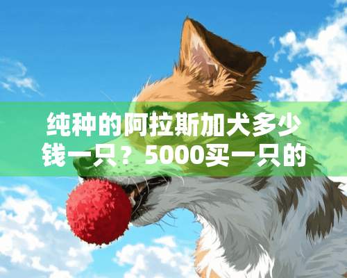 纯种的阿拉斯加犬多少钱一只？5000买一只的话算不算贵？