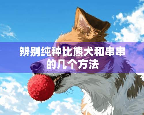 辨别纯种比熊犬和串串的几个方法