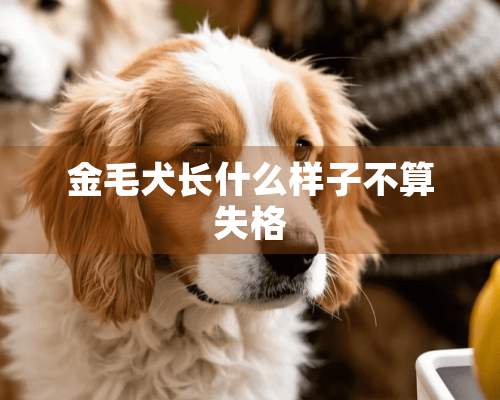 金毛犬长什么样子不算失格