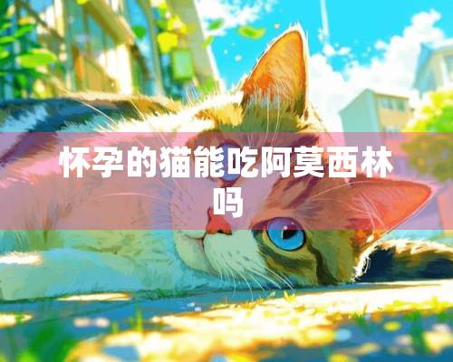 怀孕的猫能吃阿莫西林吗