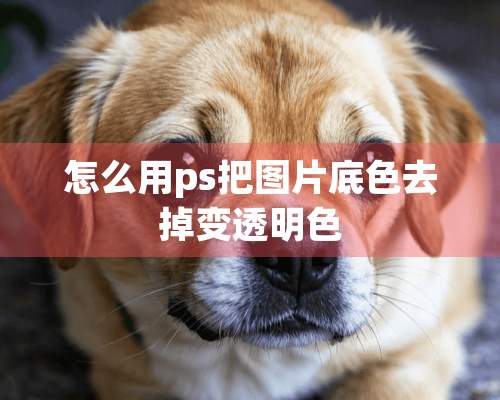 怎么用ps把图片底色去掉变透明色