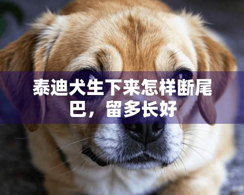 泰迪犬生下来怎样断尾巴，留多长好