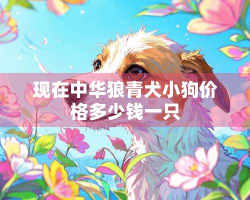 现在中华狼青犬小狗价格多少钱一只