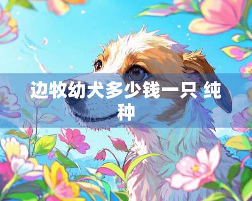 边牧幼犬多少钱一只 纯种