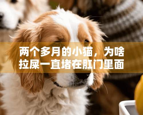 两个多月的小猫，为啥拉屎一直堵在肛门里面，拉不出来？