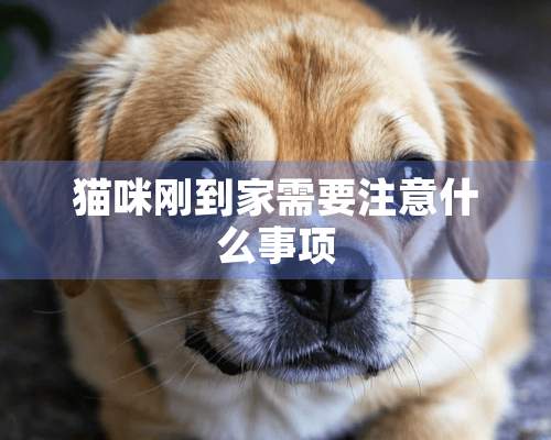 猫咪刚到家需要注意什么事项