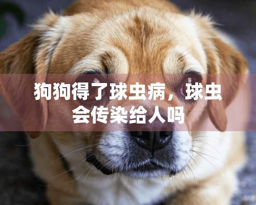 狗狗得了球虫病，球虫会传染给人吗