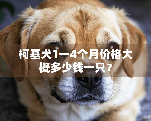 柯基犬1一4个月价格大概多少钱一只？