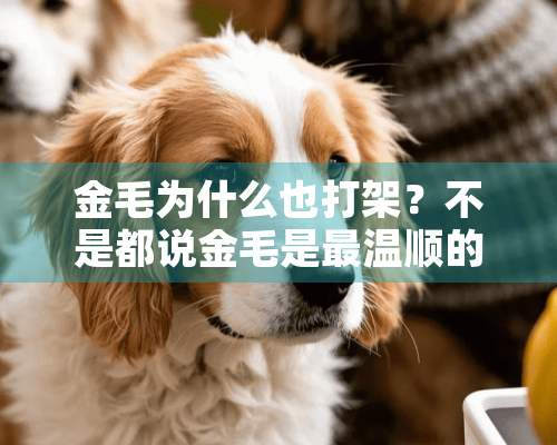 金毛为什么也打架？不是都说金毛是最温顺的么？