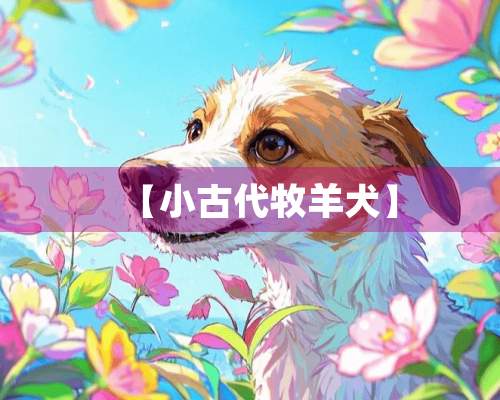 【小古代牧羊犬】