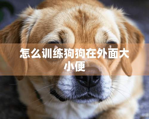 怎么训练狗狗在外面大小便