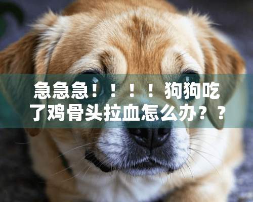 急急急！！！！狗狗吃了鸡骨头拉血怎么办？？？