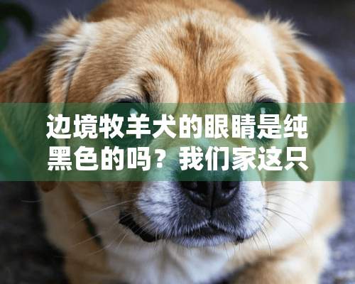 边境牧羊犬的眼睛是纯黑色的吗？我们家这只怎么眼睛有点点蓝啊！！（又不是纯蓝的）