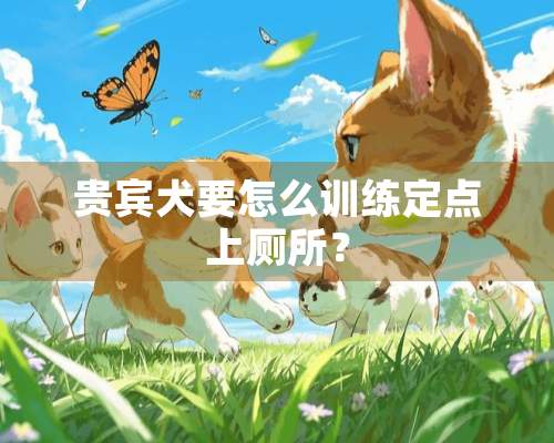 贵宾犬要怎么训练定点上厕所？