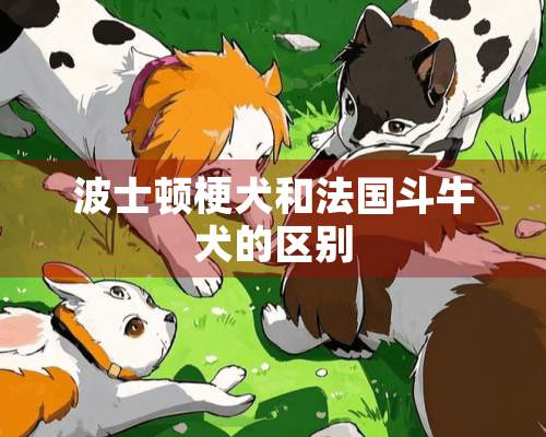 波士顿梗犬和法国斗牛犬的区别