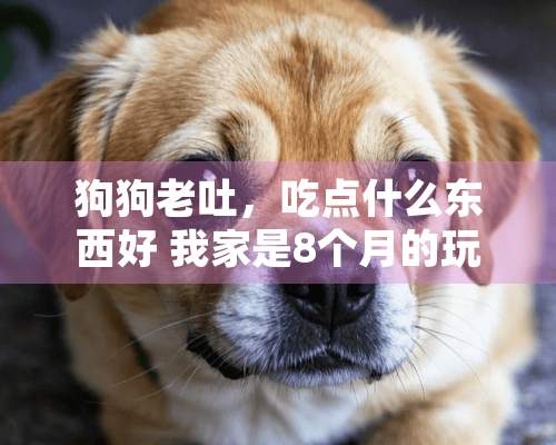 狗狗老吐，吃点什么东西好 我家是8个月的玩具泰迪，她从小肠胃好像就不怎么好，稍微吃的有点不合适就吐，