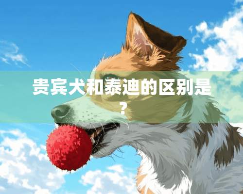 贵宾犬和泰迪的区别是？