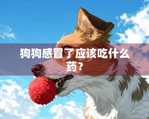 狗狗感冒了应该吃什么药？