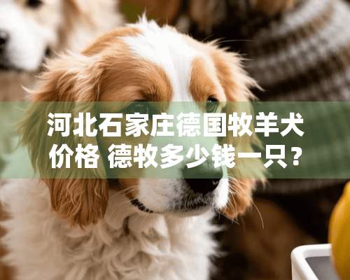 河北石家庄德国牧羊犬价格 德牧多少钱一只？