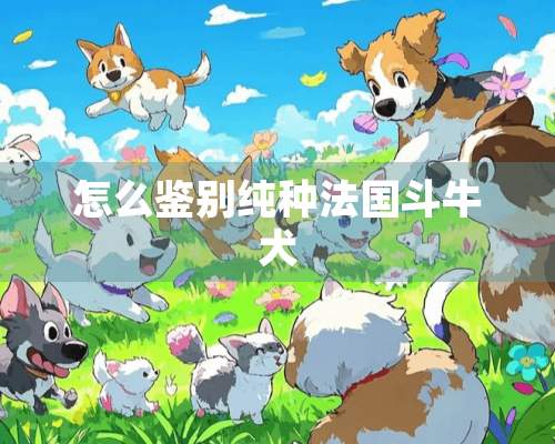 怎么鉴别纯种法国斗牛犬