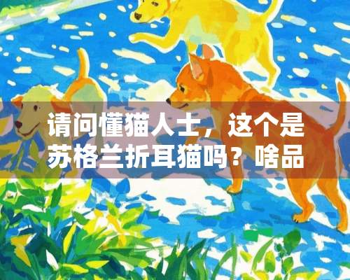 请问懂猫人士，这个是苏格兰折耳猫吗？啥品种 ？纯吗 ？