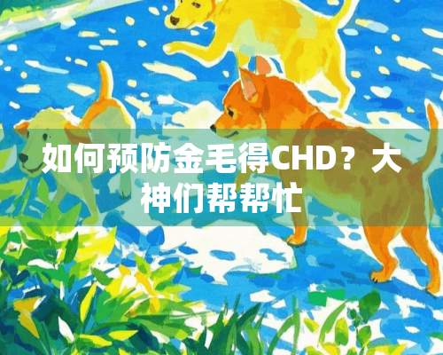 如何预防金毛得CHD？大神们帮帮忙