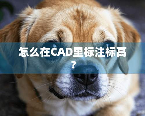 怎么在CAD里标注标高？