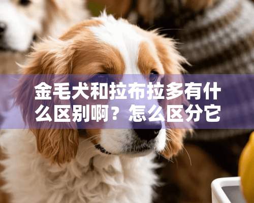 金毛犬和拉布拉多有什么区别啊？怎么区分它们？