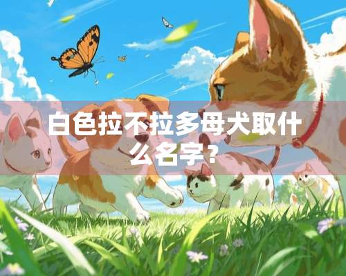 白色拉不拉多母犬取什么名字？