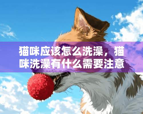 猫咪应该怎么洗澡，猫咪洗澡有什么需要注意的