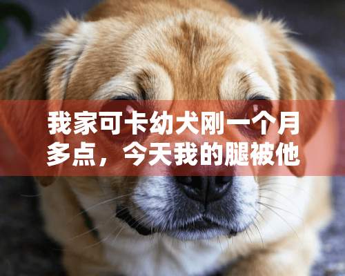 我家可卡幼犬刚一个月多点，今天我的腿被他的爪子挠破了点皮，过后才发现已经用肥皂清洗，需要打针吗？